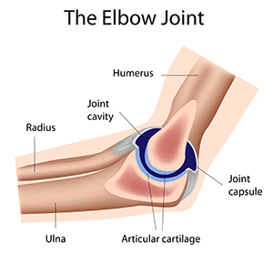 anatomy of elbow joint